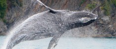 Tour of Beauty: An Alaska Family Adventure Trip Exceeds Expectations