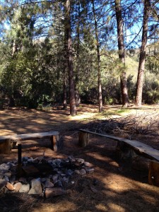 The Pines