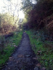 A nice, shady runnable stretch--a welcome relief after the rocky switchbacks.