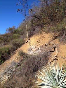 Typical vegetation and terrain on Gridley.