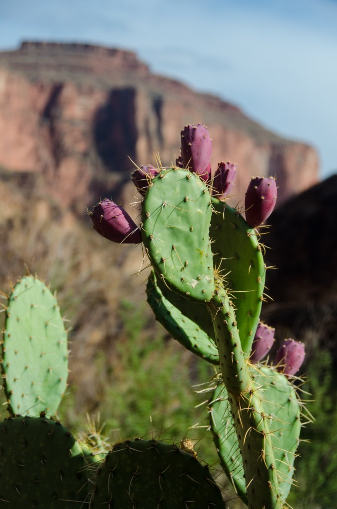 cacti