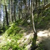 Morgan cruising along the Toothpick Trail above Ashland.