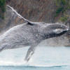 whale breaching