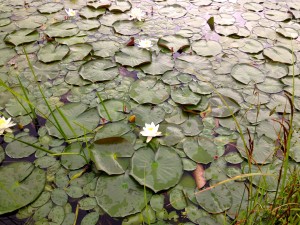 Blooming lilies in the pond.