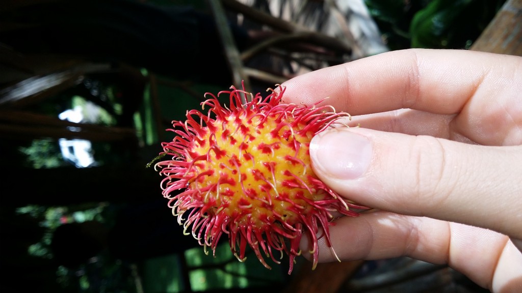 A litchi fruit picked on the Rafiki Safari Lodge grounds.