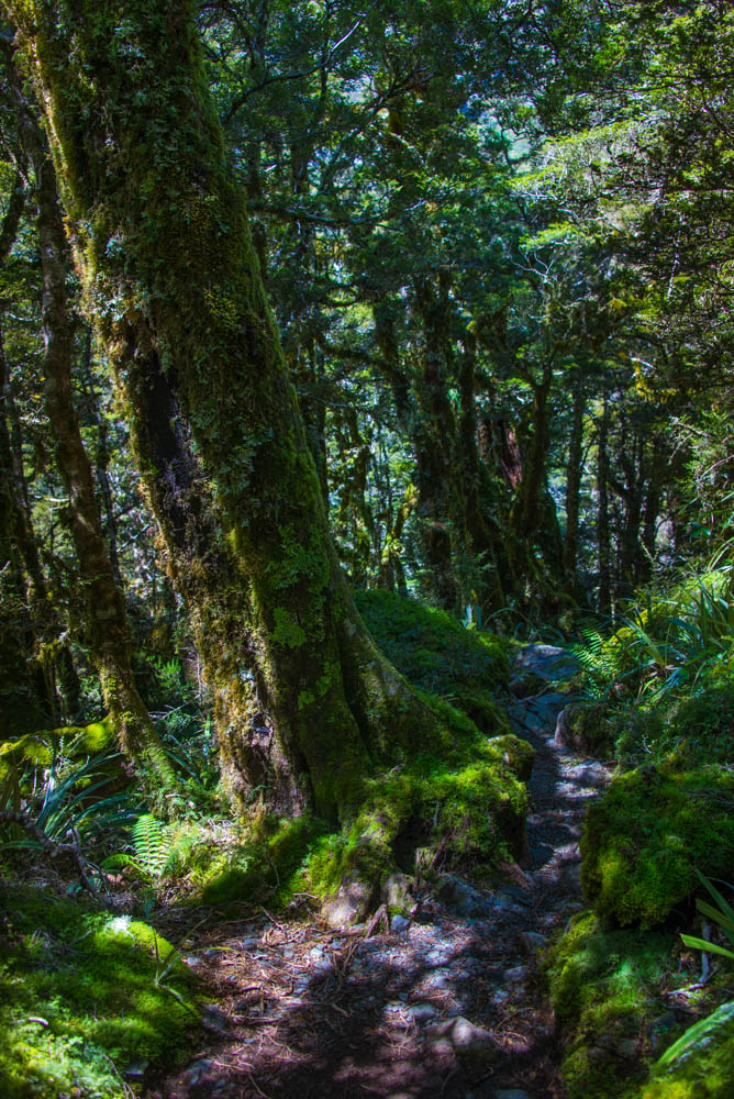 lush trail to Lake Mackenzie