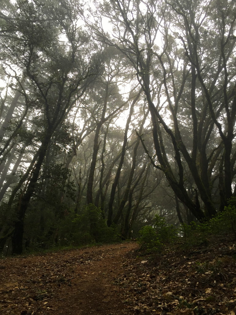 Willow Camp trail